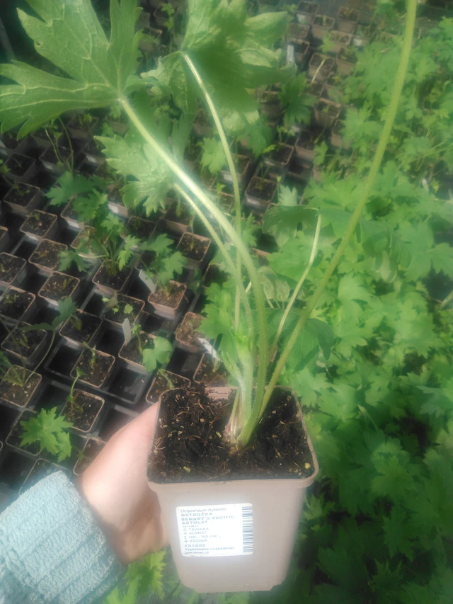 Espuela de caballero Benary’s Pacific Astolat - 2024