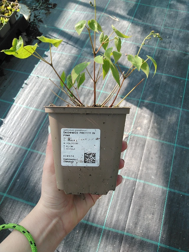 Tündérvirág Pretty in Pink - 7. 4. 2026