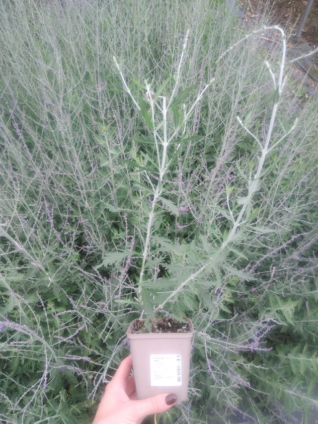 Pensaskanerva Blue Spire - 2024