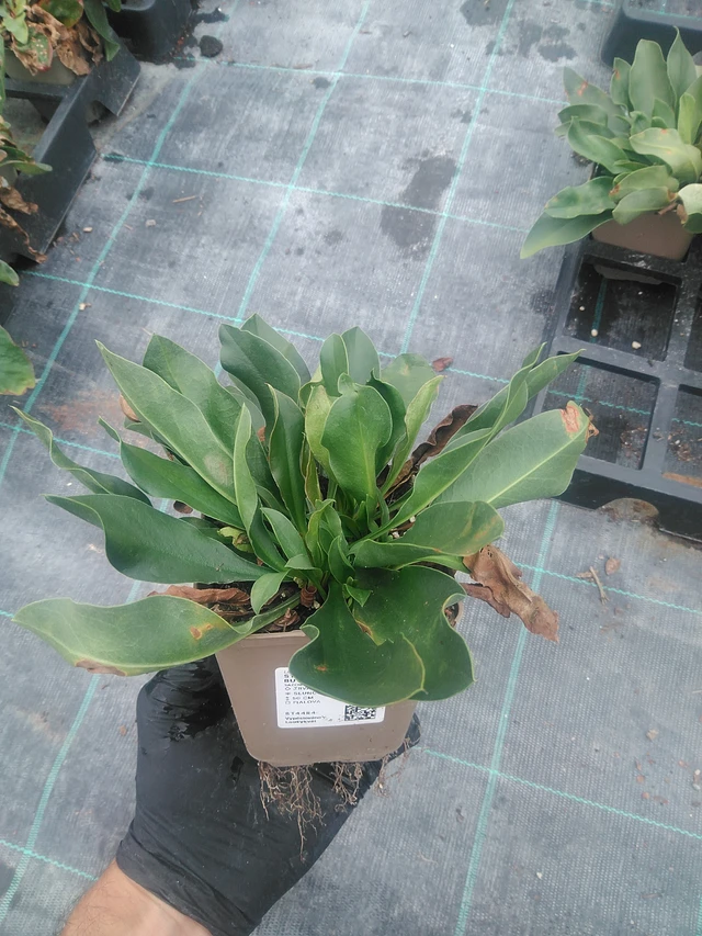 Statice Robert Butler - 10. 9. 2025