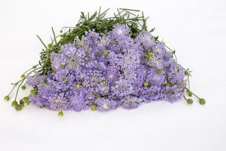 Didiscus Lavender Blue, Loukykvět