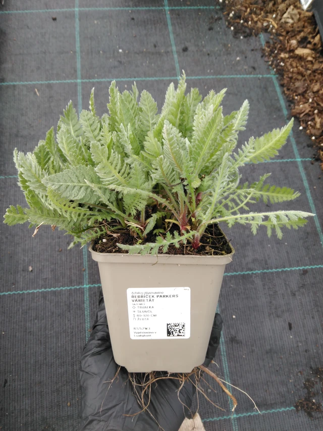 Rebríček Parkers Varietät - 1. 4. 2026