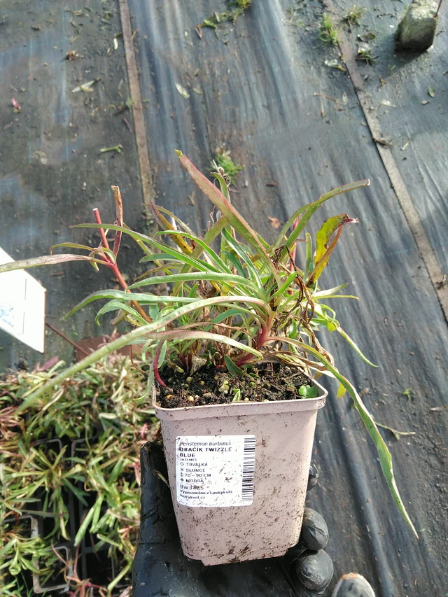 Flor de dragón Twizzle Blue - 31. 10. 2025