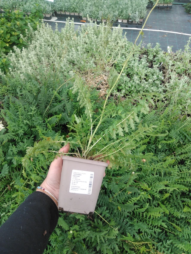 Filipéndula común - 2024