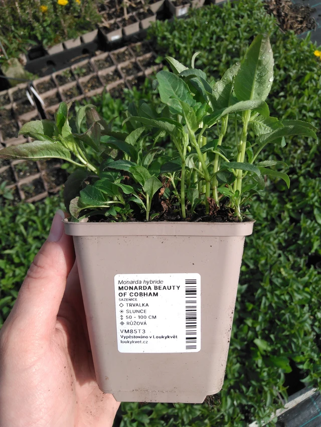 Monarda Beauty of Cobham - 2024