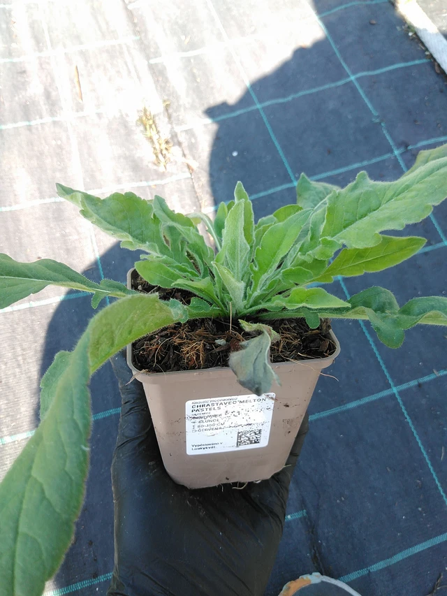 Chrastavec Melton Pastels - 19. 8. 2025