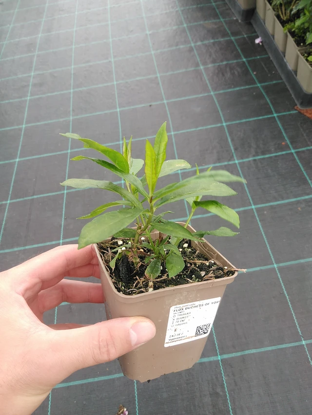 Phlox Duchess of York - 22. 7. 2025