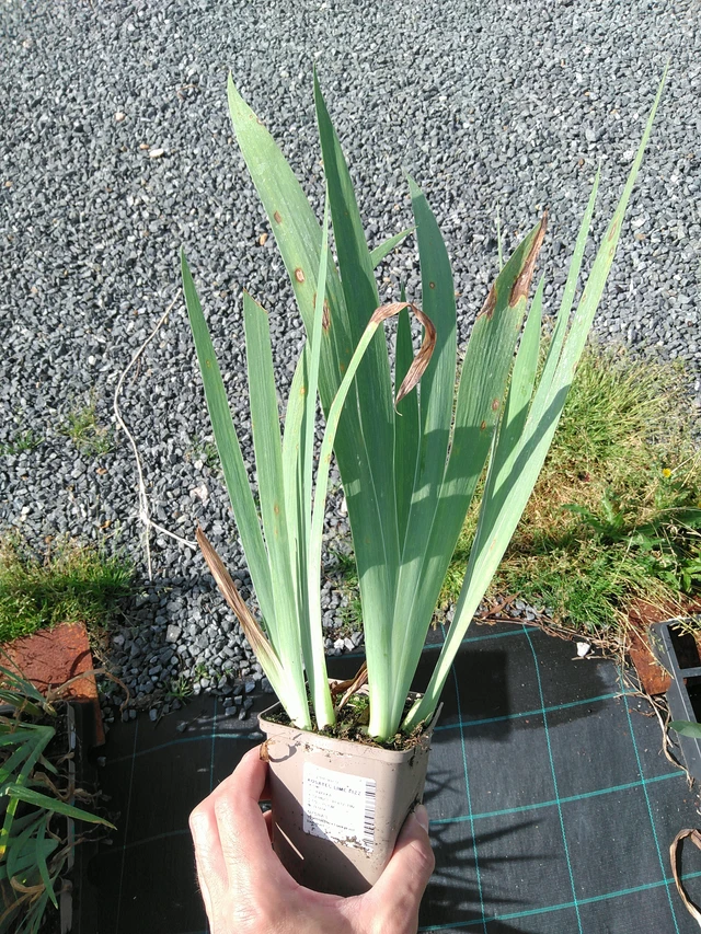 Kosatec Rosa - 24. 6. 2025