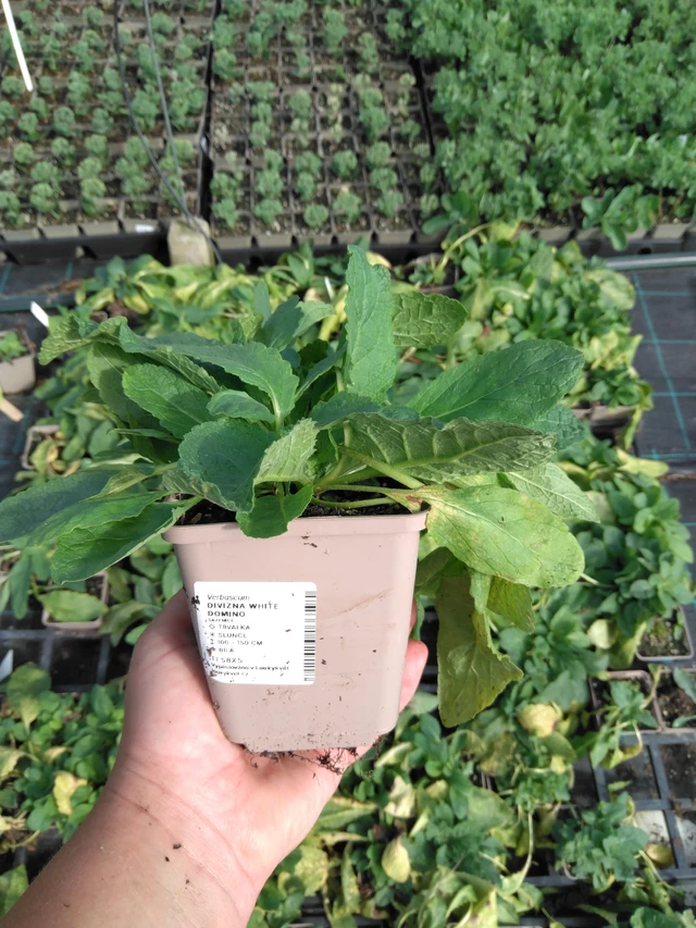 Divizna White Domino - 2024