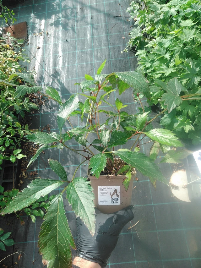 Astilbe Erika - 13. 10. 2025