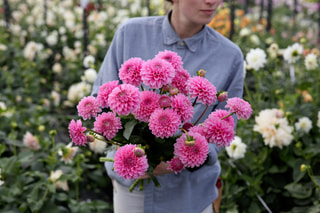 Jiřina Pink Sylvia, Loukykvět