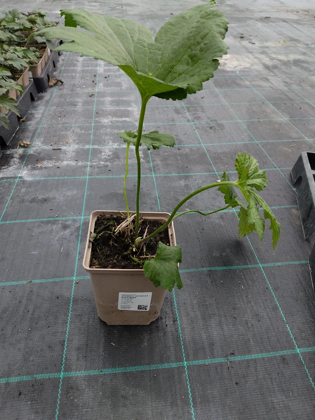 Sasanka japonská Whirlwind - 10. 9. 2025