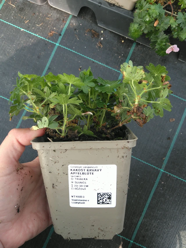 Verikurjenpolvi krvavý Apfelblüte - 11. 7. 2025