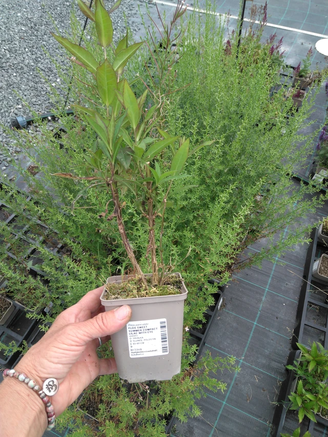 Phlox Sweet Summer Compact Lilac with Eye - 2024