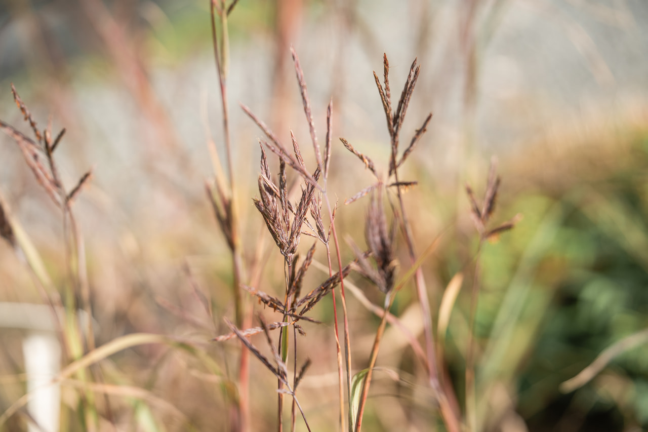 Baardgras JS Purple Konza, Loukykvět