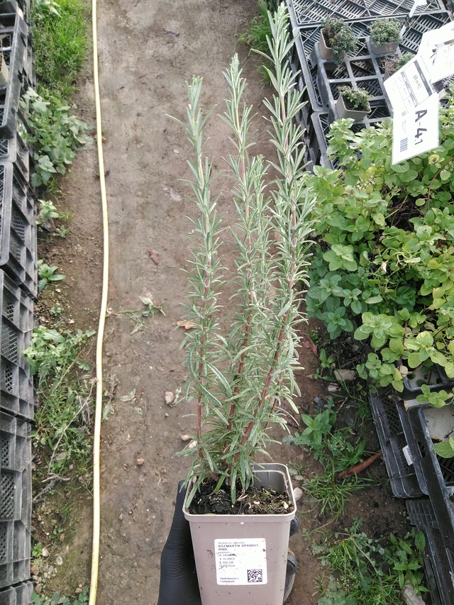 Romero Upright Pink - 31. 10. 2025