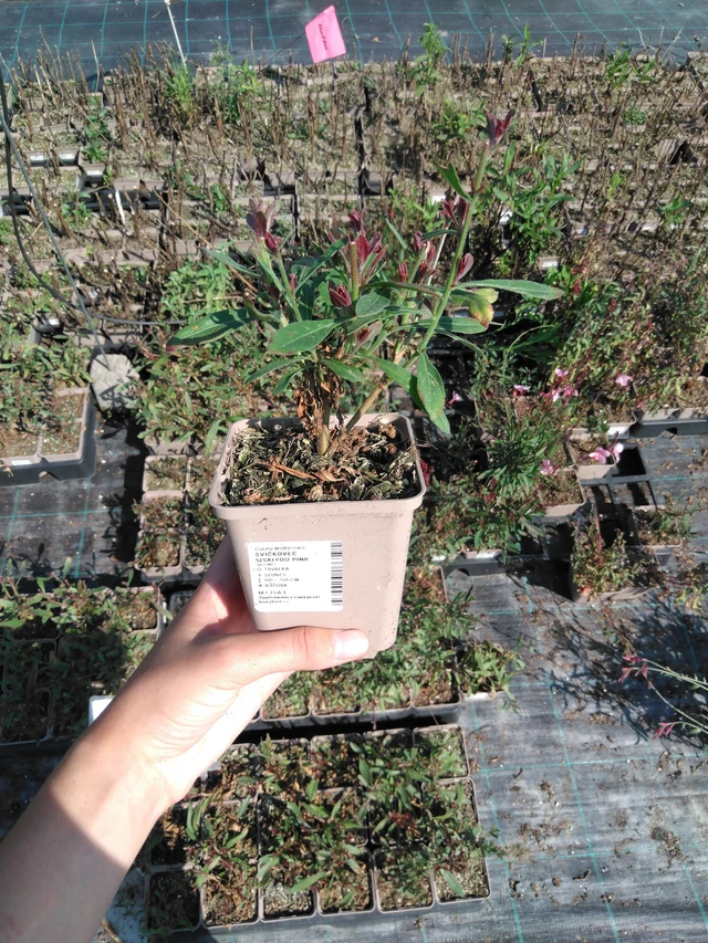 Prachtkerze Siskiyou Pink - 2024