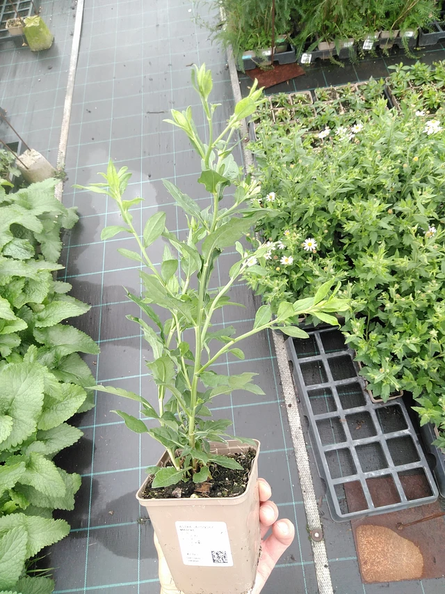 Aster japonés Madiva - 21. 7. 2025