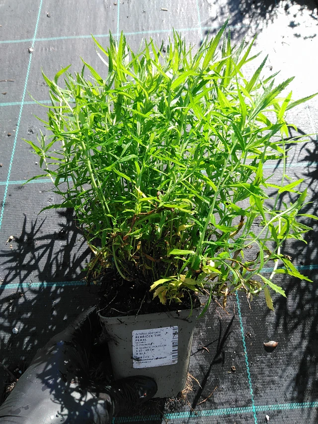 Milenrama The Pearl - 19. 8. 2025