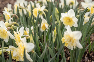 Narcis Ice King, Loukykvět