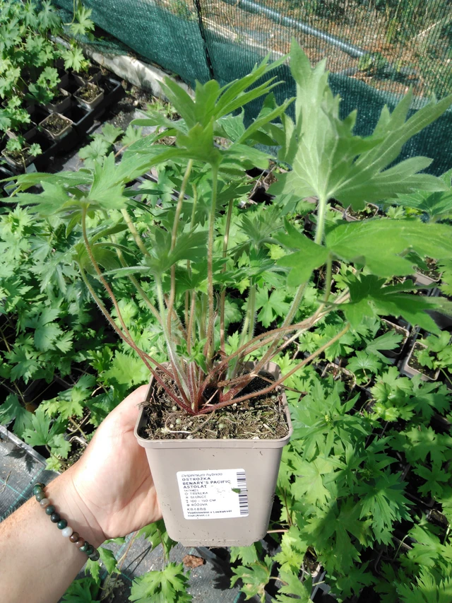 Espuela de caballero Benary’s Pacific Astolat - 2024