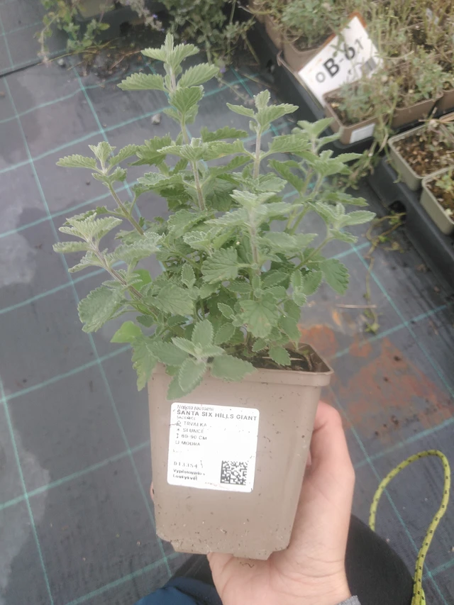 Šanta Six Hills Giant - 10. 10. 2025