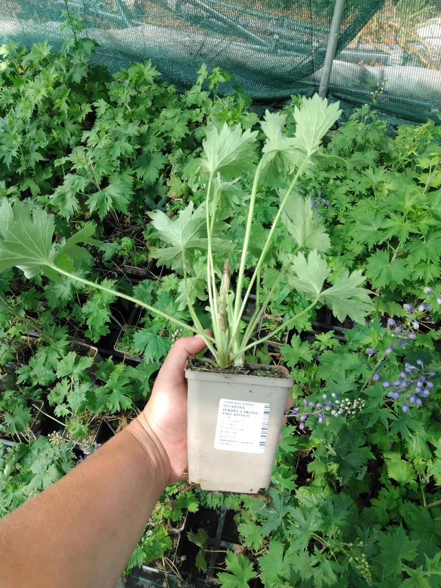 Delphinium Benary’s Pacific King Arthur - 2024