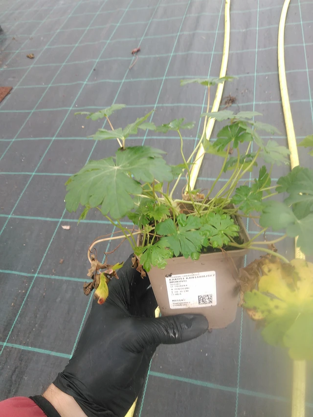 Kurjenpolvi Biokovo - 13. 10. 2025