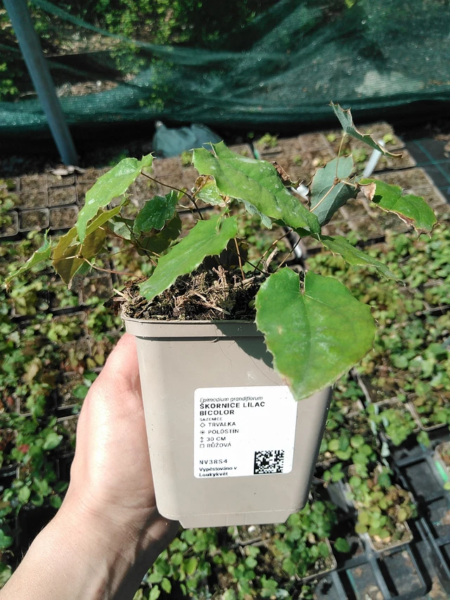 Epimedium Lilac Bicolor - 13. 5. 2025