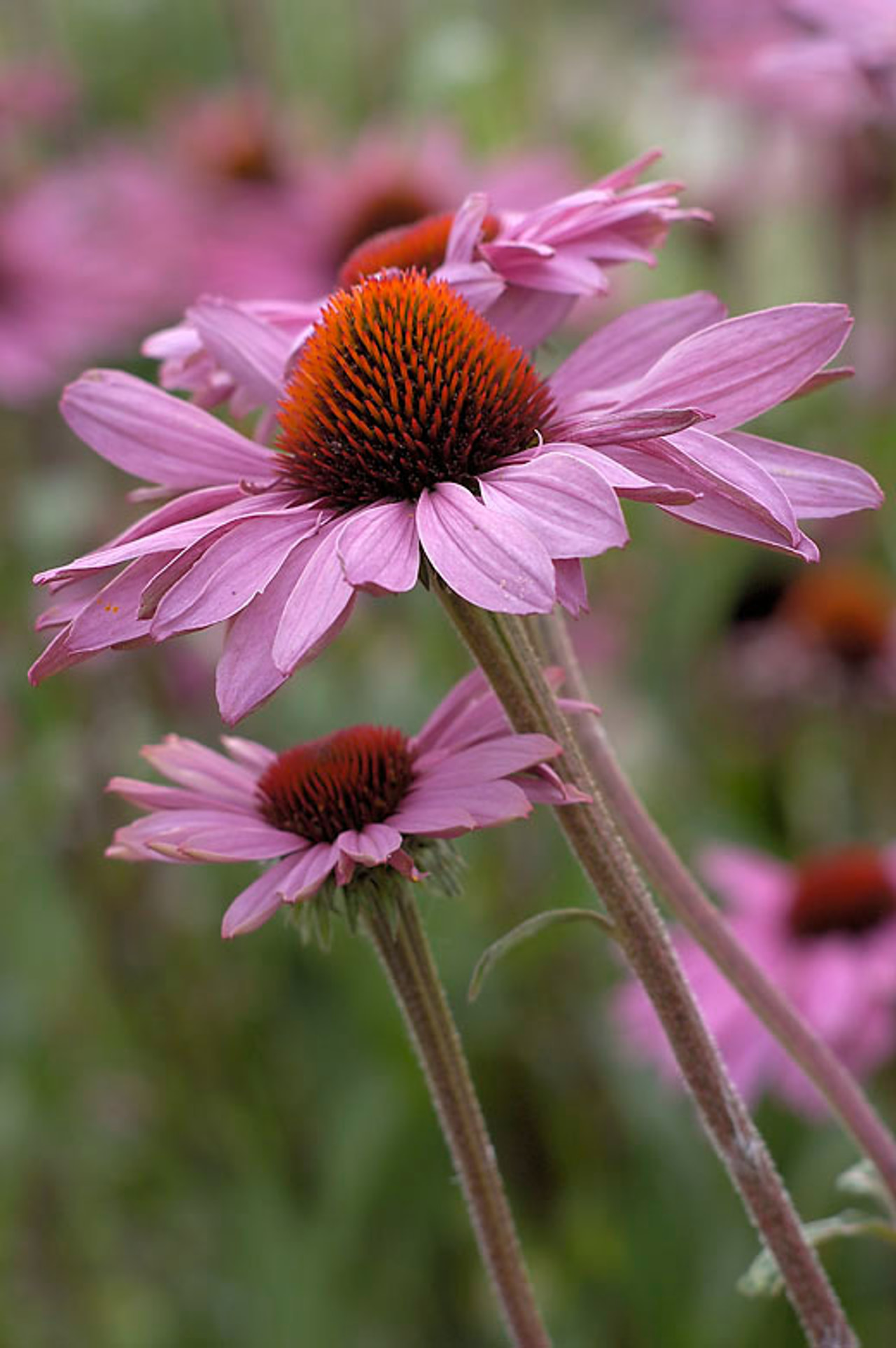 Echinacea Primadonna Deep Rose, Loukykvět