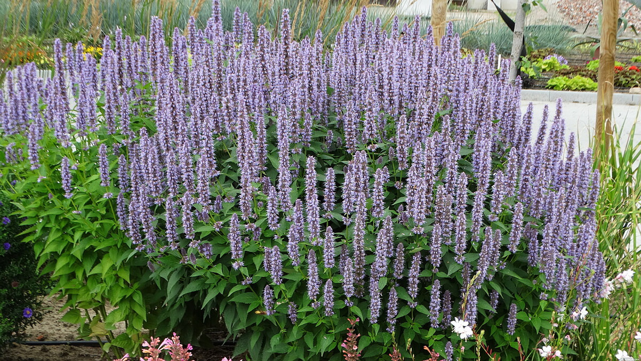 Agastache Blue Fortune, Loukykvět