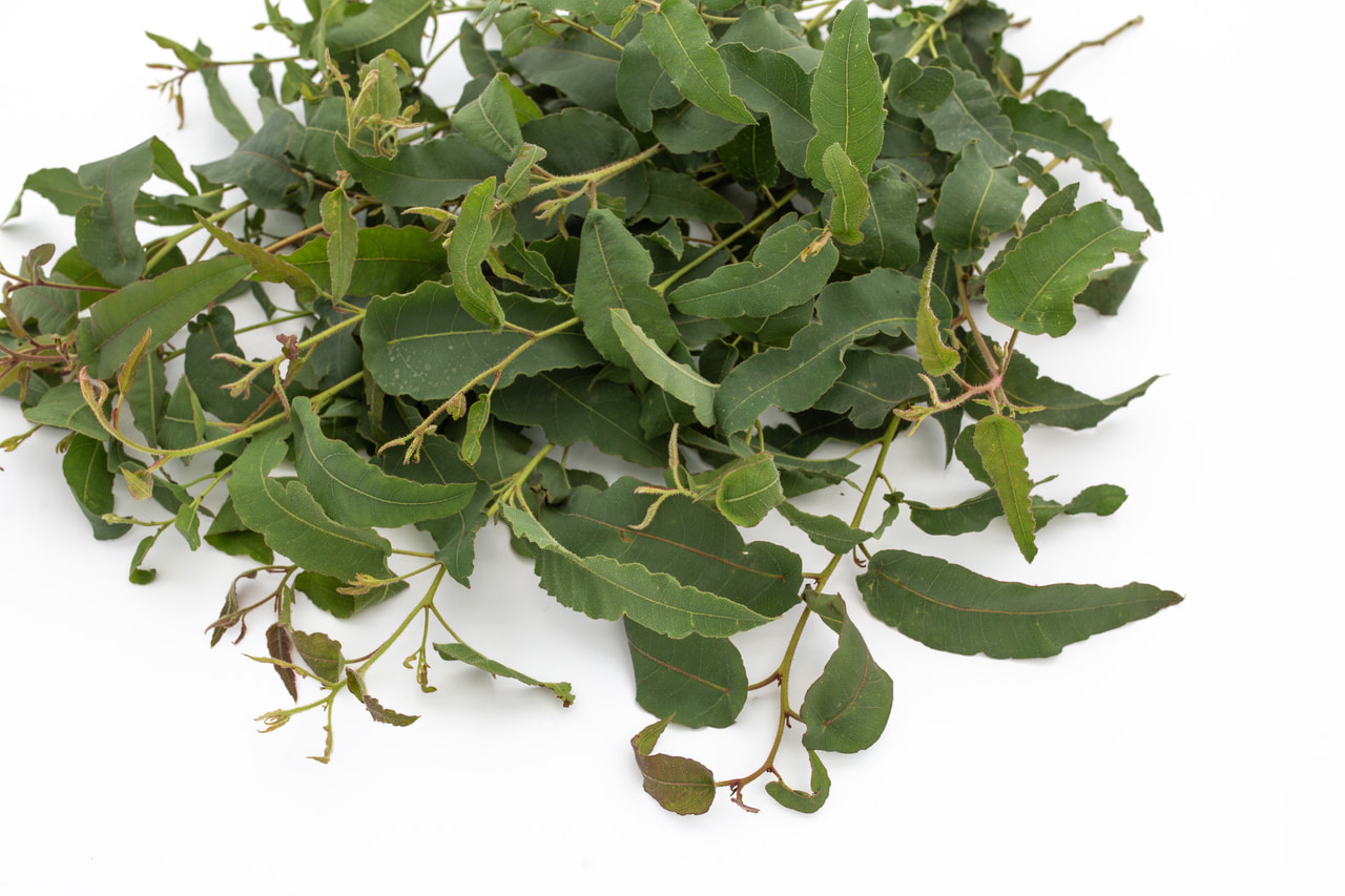 Eukalyptus citrónový, Loukykvět