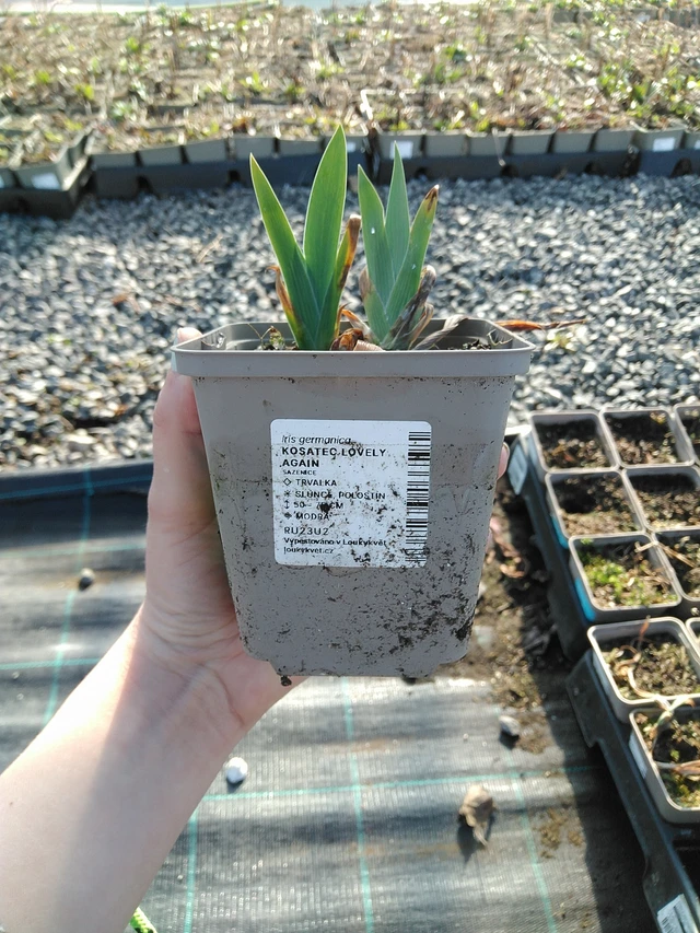 Nőszirom Lovely Again - 7. 4. 2026