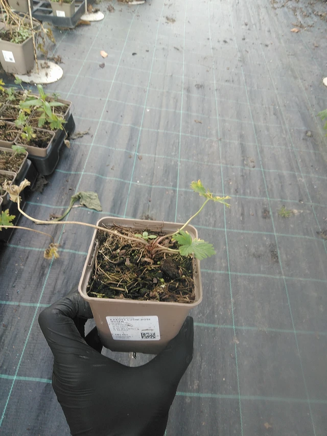 Kurjenpolvi Rose Queen - 13. 10. 2025