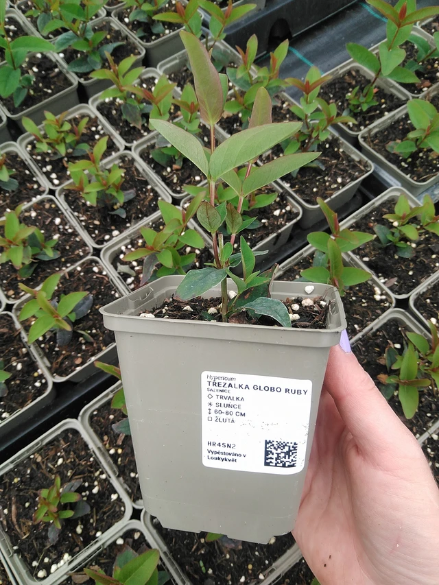 Hipérico Globo Ruby - 9. 6. 2025