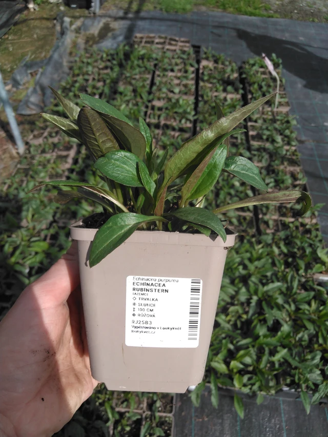 Echinacea Rubinstern - 2024