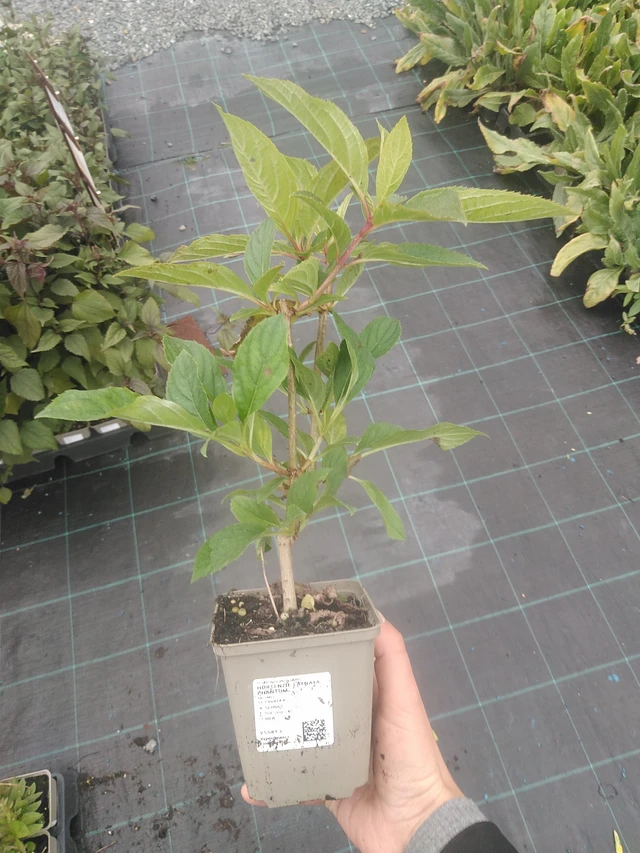 Puutarhahortensia Phantom - 10. 10. 2025