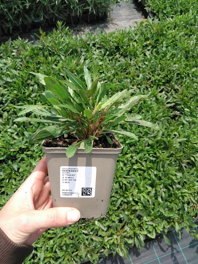 Svíčkovec - 9. 6. 2025