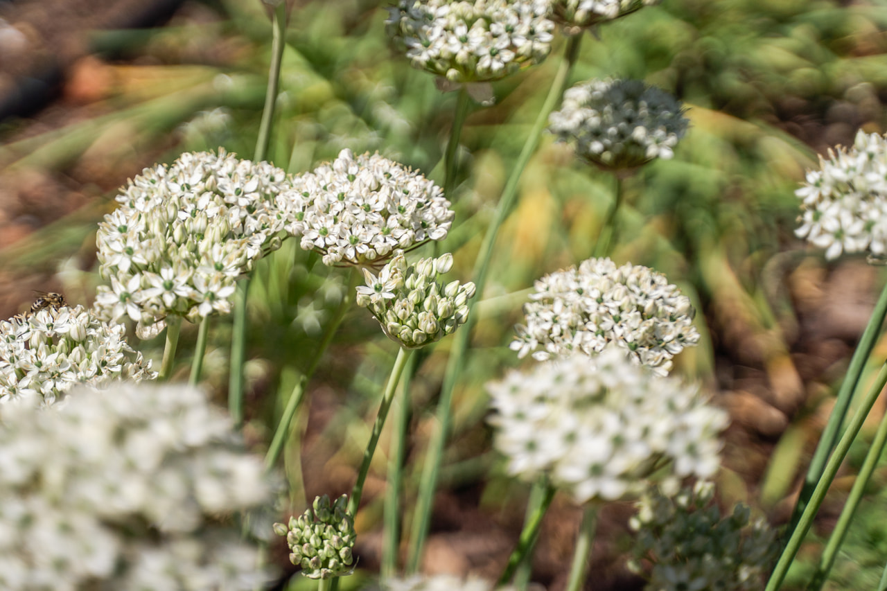 Česnek černý, Loukykvět