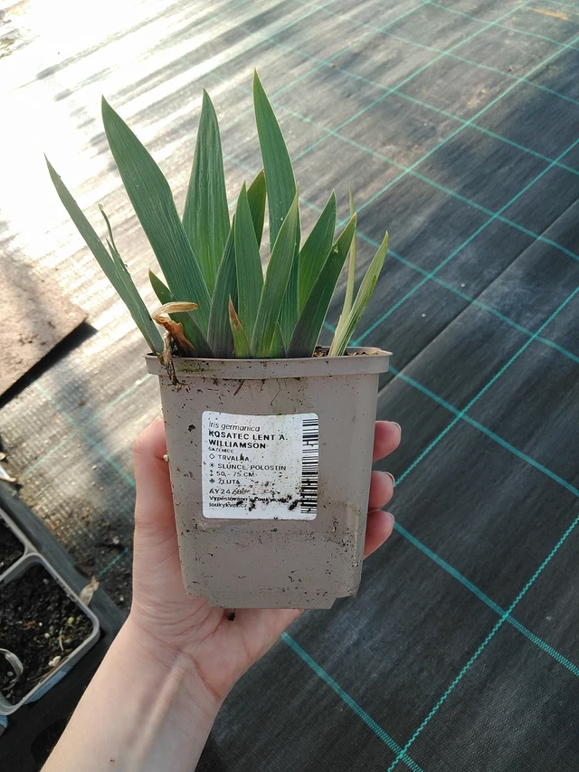 Nőszirom Lent A. Williamson - 7. 4. 2026