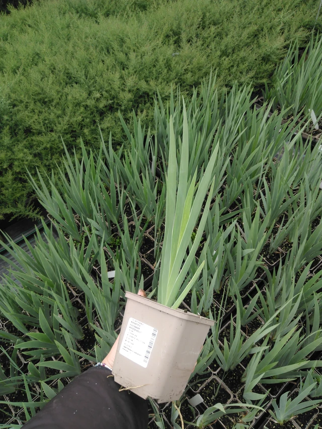 Kurjenmiekka Windsor Rose - 2024