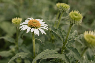 Echinacea White Swan, Loukykvět