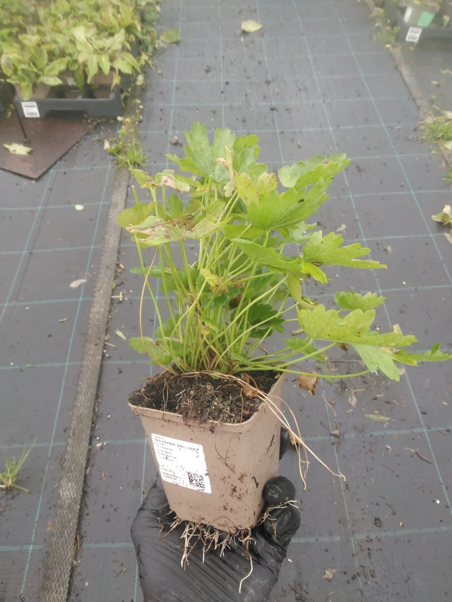 Malva Brilliant - 23. 10. 2025