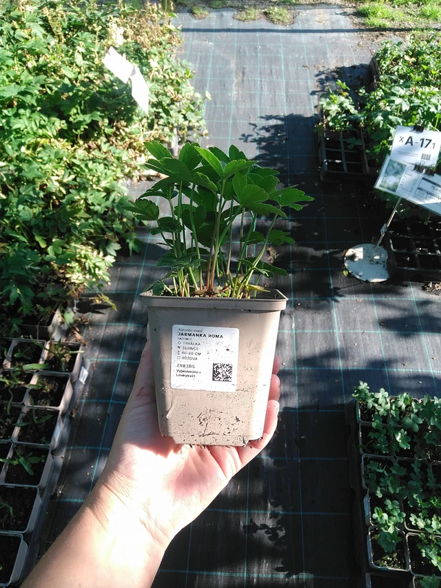 Masterwort Roma - 19. 8. 2025