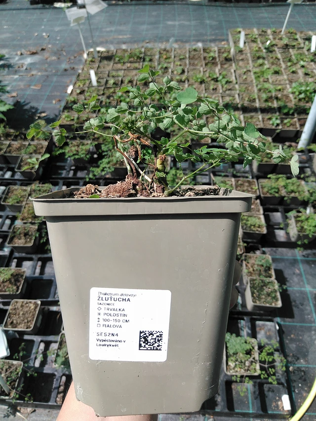 Talictro - 13. 5. 2025