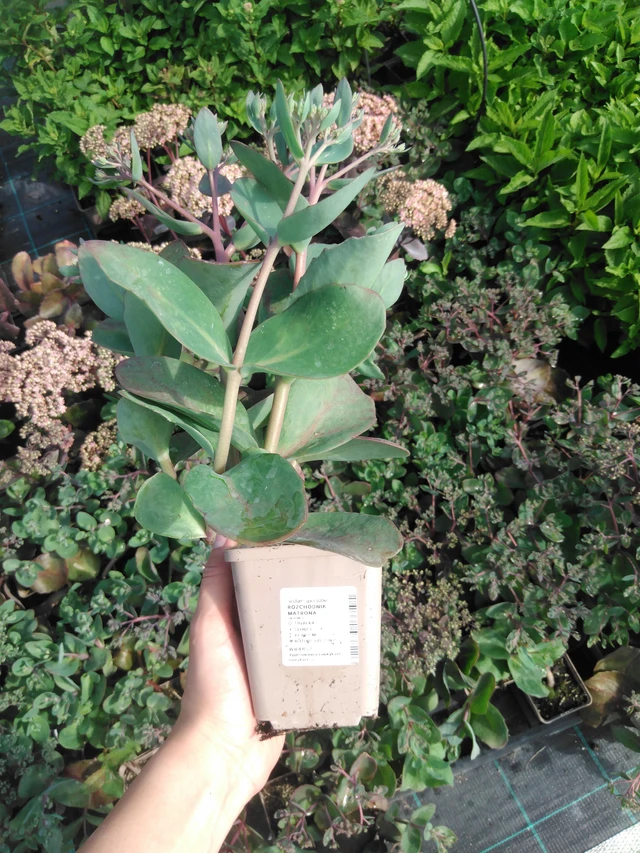 Maksaruoho Matrona - 2024