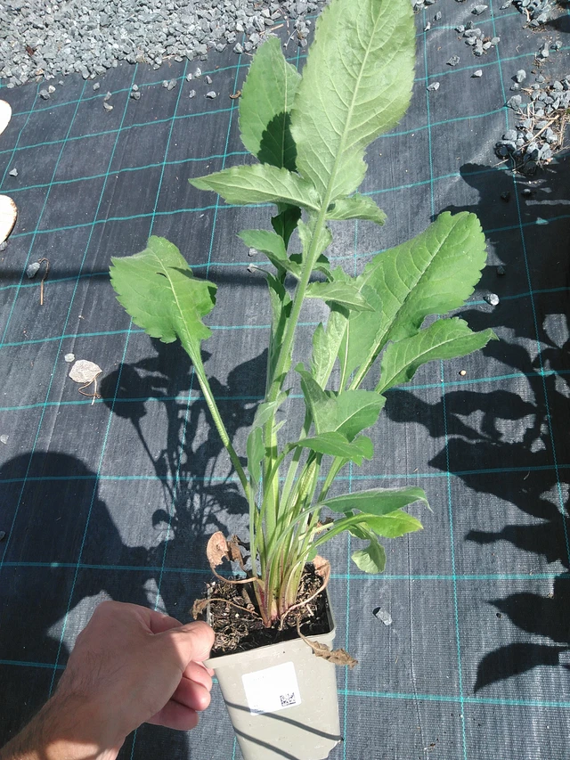 Cefalaria - 24. 6. 2025