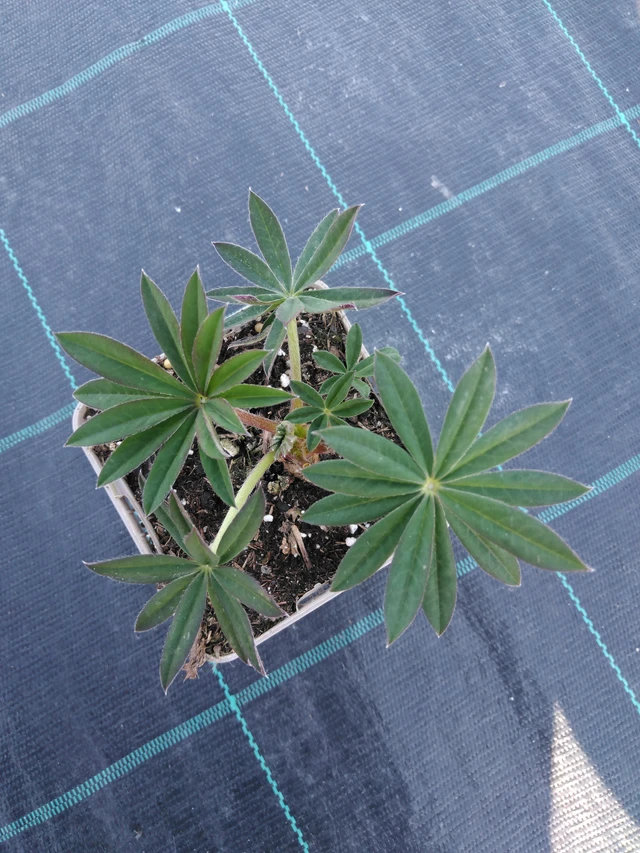 Altramuz Band of Nobles Schloßfrau - 3. 4. 2025