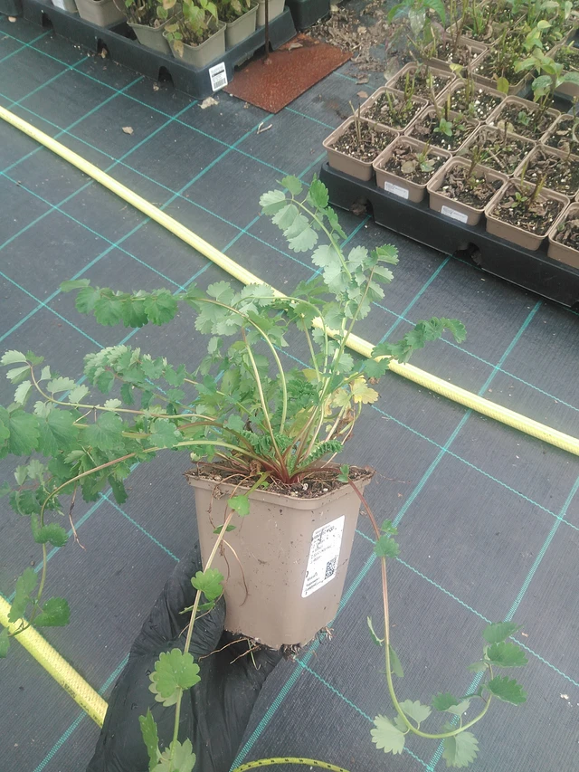 Pikkuruoho  - 10. 9. 2025