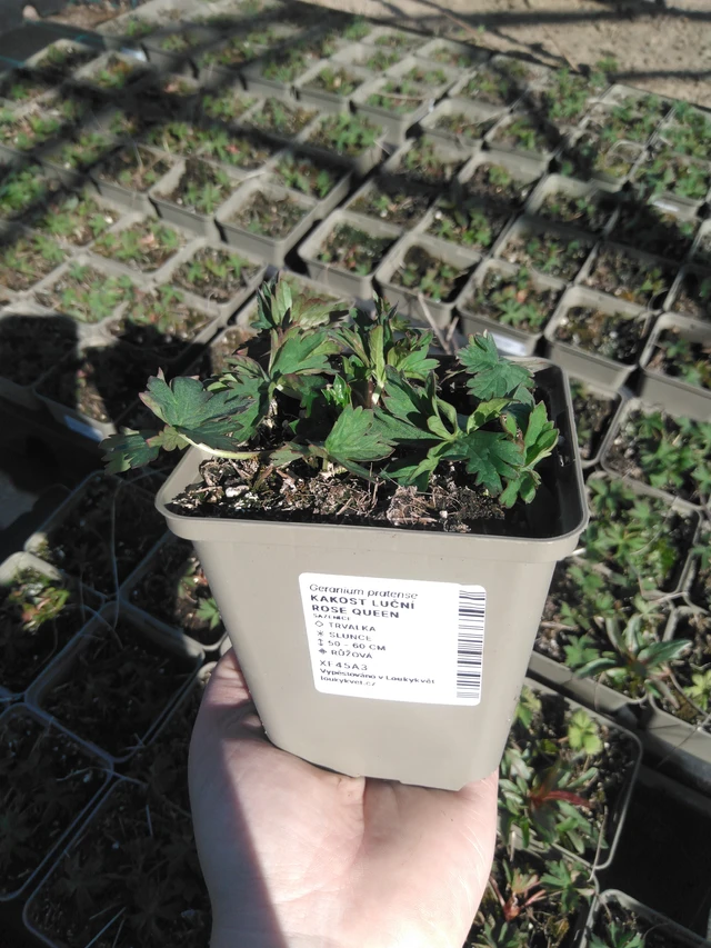 Kurjenpolvi Rose Queen - 3. 4. 2025